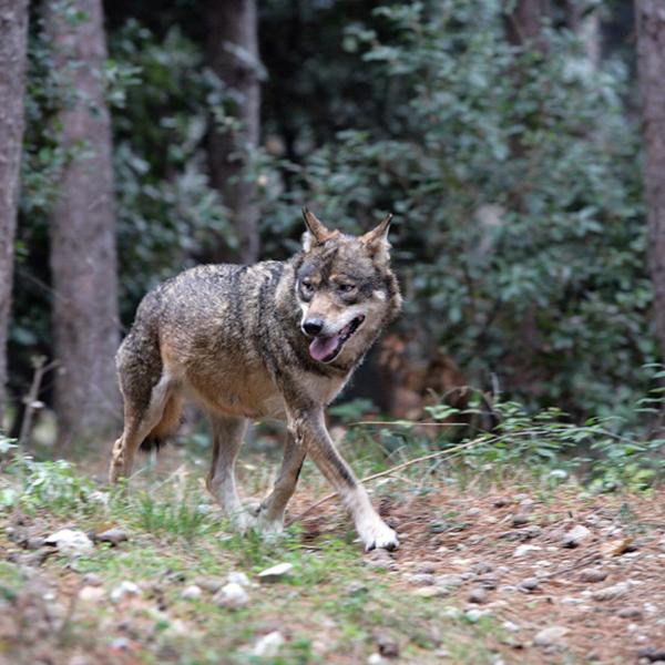 Francia, 37enne aggredita da lupi nel parco zoologico a Thoiry: è gravemente ferita