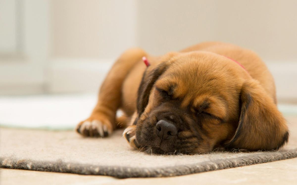 Come insegnare al cagnolino a fare la nanna?