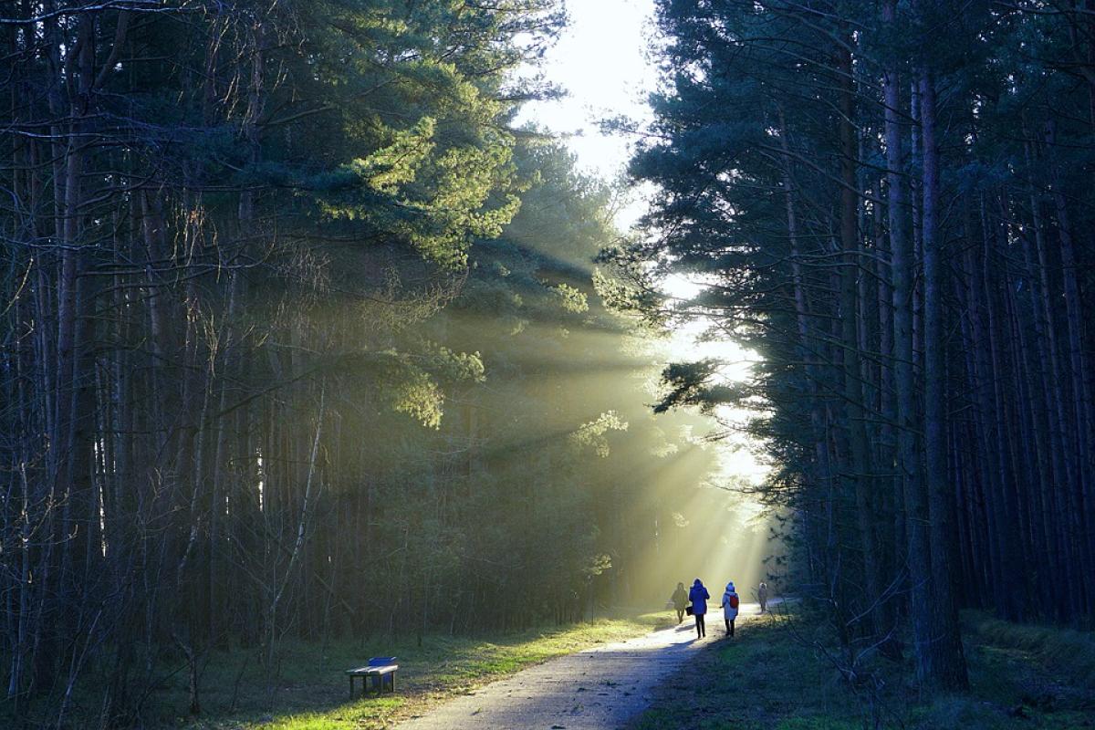 Passeggiare nei boschi aiuta a combattere ansia e depressione: i ri…