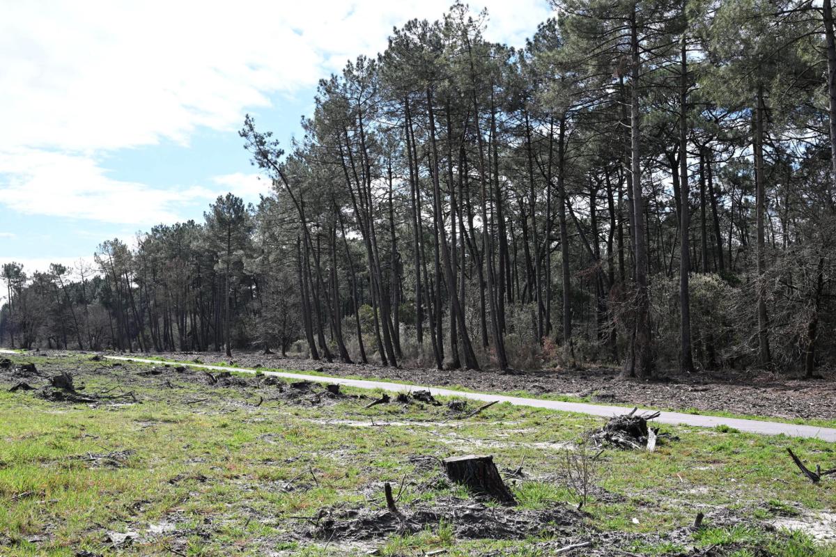 Giornata internazionale delle foreste: quando si festeggia