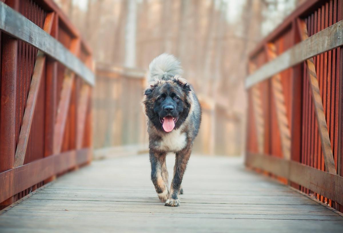 Rimini, 27enne aggredito da un cane e morso al volto