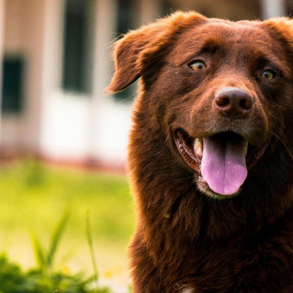 Quali sono i sintomi da colpo di calore nel cane? Come intervenire e quali sono le situazioni rischiose