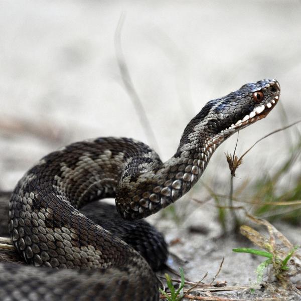 Cosa succede con un morso di vipera? Ecco come riconoscerlo e cosa fare