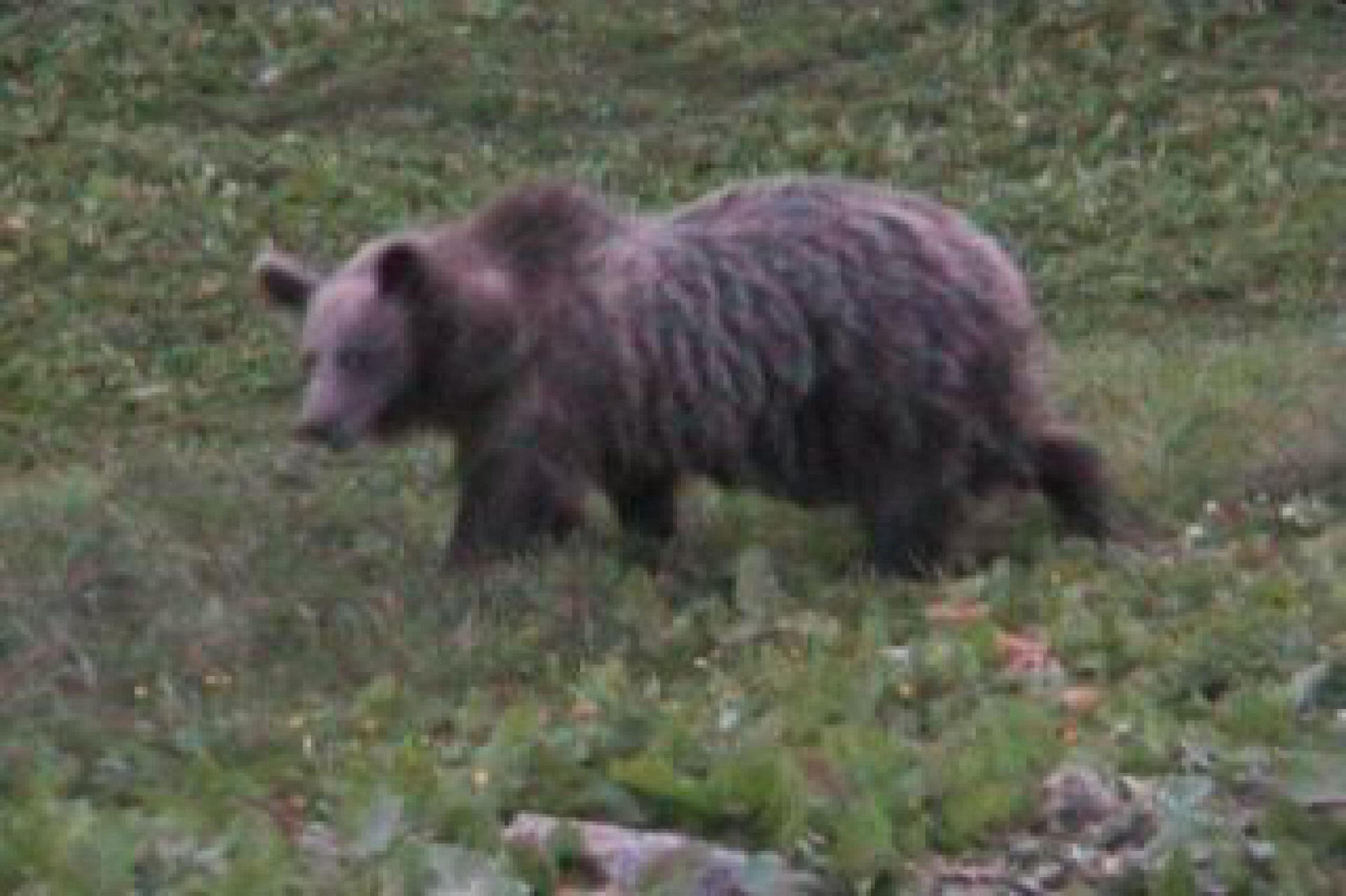 Catturata l’orsa Jj4, responsabile dell’uccisione del runner in Trentino