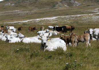 Stresa, sequestrati oltre duecento chili di carne priva di tracciab…