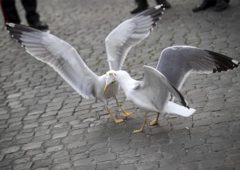 Perché ci sono tanti gabbiani a Roma? L’etologa Coppola (Earth): “Capitale troppo sporca, uccelli violenti e gli attacchi fanno male. Possono rapire i vostri animali domestici”