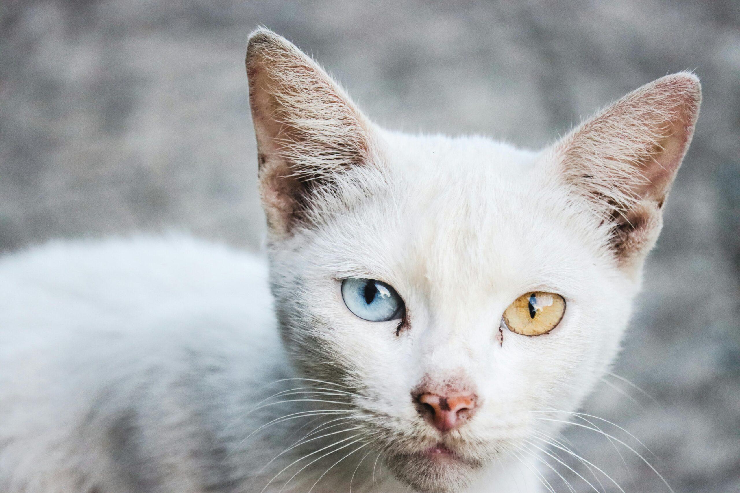 Perché alcuni gatti hanno gli occhi di colore diverso? I segreti dell’eterocromia