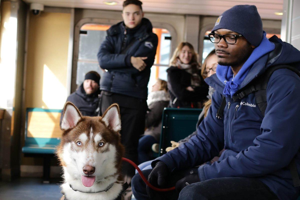 I cani capiscono se una persona è cattiva, lo afferma uno studio sc…