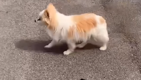 Bari, l’appello del rifugio di Conversano per Miro, il cane a cui restano poche settimane di vita: “Adottatelo, un’atrocità spegnersi in un canile” | FOTO