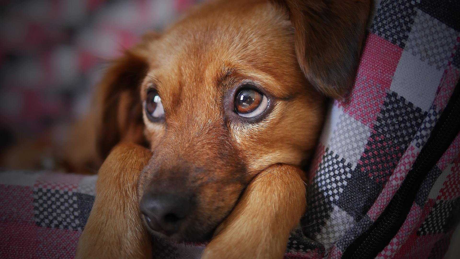 Cani piangono di gioia come gli umani, lo conferma la Scienza