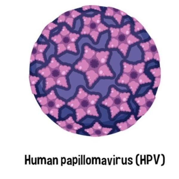 Come si trasmette l’HPV, come si diagnostica e qual è la cura