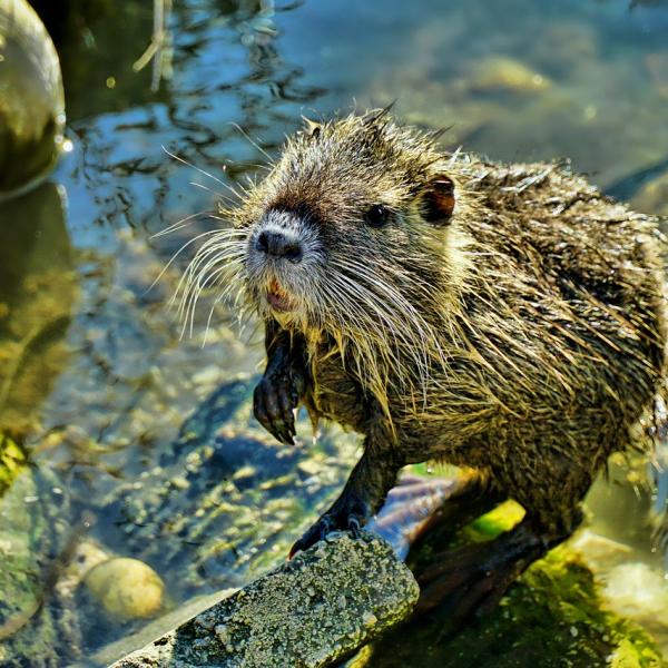 La carne di nutria è commestibile? Dove si mangia? Che sapore ha? Ecco le principali ricette