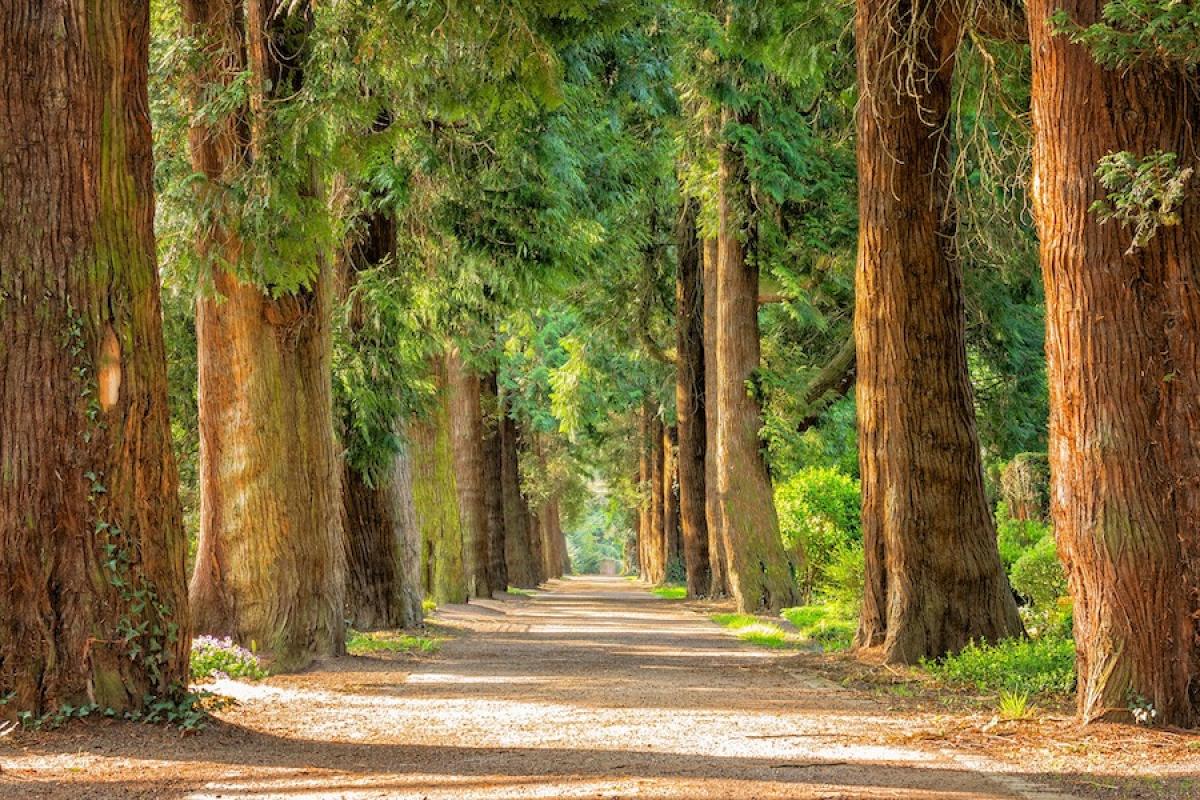 Giornata nazionale degli alberi, Coldiretti festeggia: “6 milioni e…