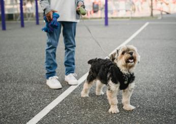 Qual è il miglior guinzaglio per il cane? Quando va utilizzato, caratteristiche e modelli