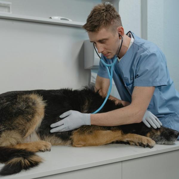 Quando devo portare il mio cane dal veterinario?