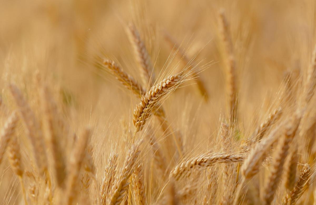 Ucraina, il blocco del grano e la crisi alimentare