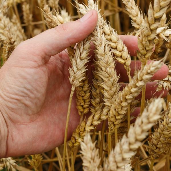 Comune di Latina cerca un Agronomo a tempo indeterminato