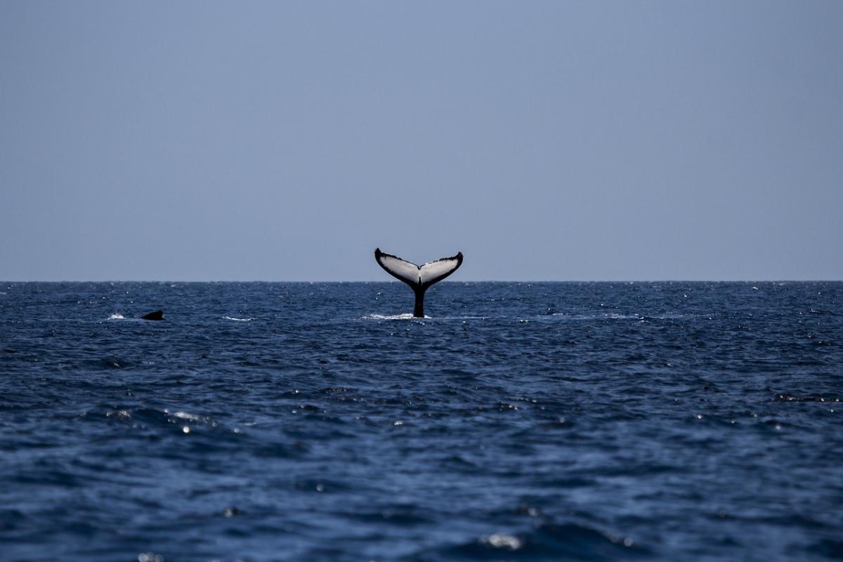 L’attacco della balena alla Essex: la vera storia di Moby Dick, avv…