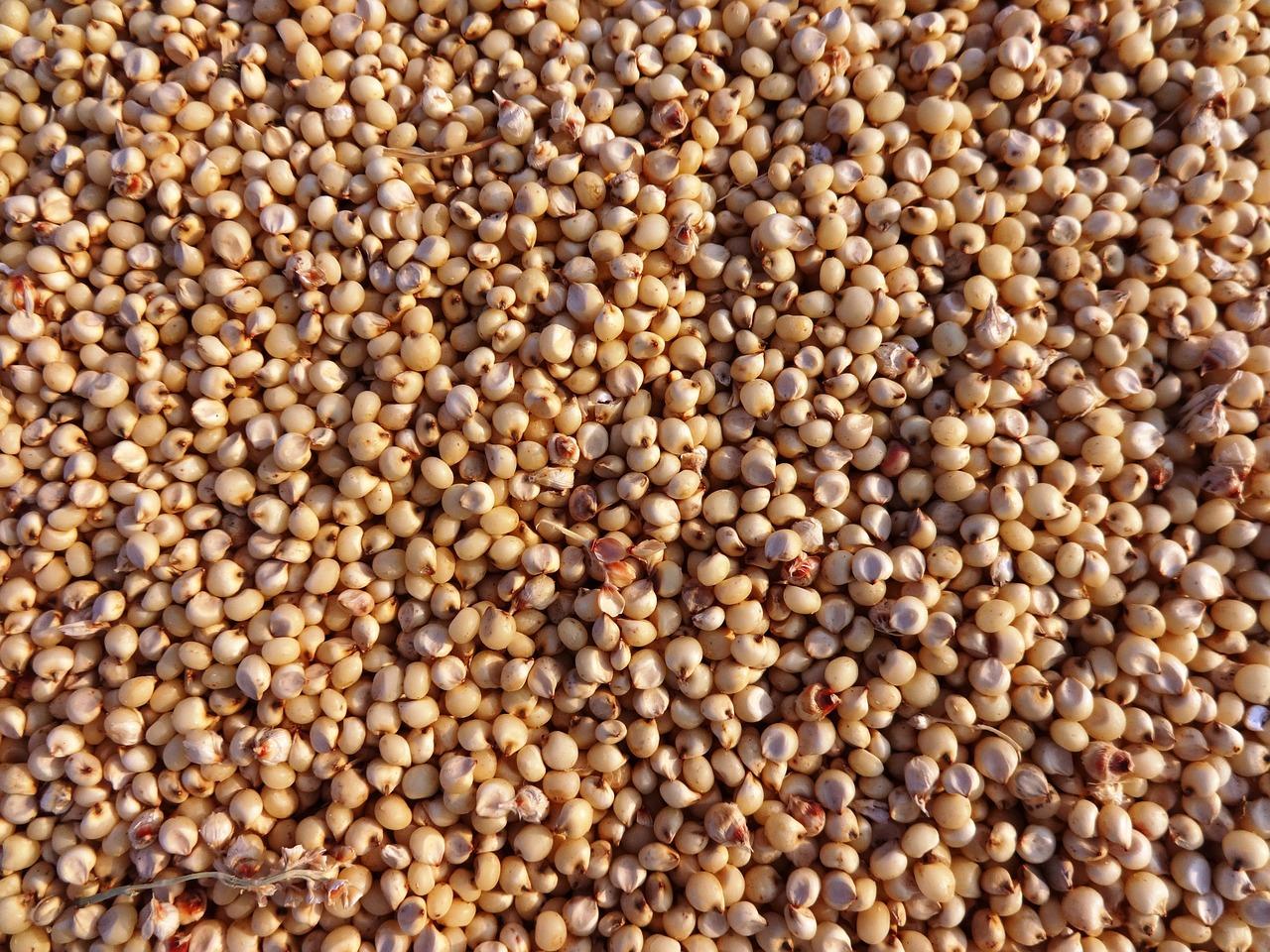 Sorgo: ricette vegane da provare