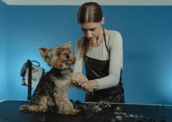 Quando tagliare il pelo del cane? Ecco il momento migliore per farlo e gli errori da evitare