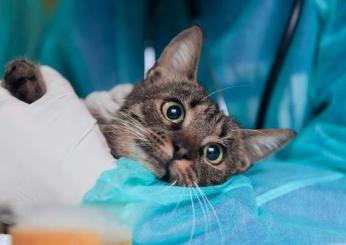 Follia a La Spezia, sparano al gatto con una carabina: Pallino è morto