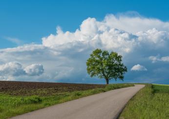 Giornata nazionale degli alberi 2023: le origini e le iniziative di…