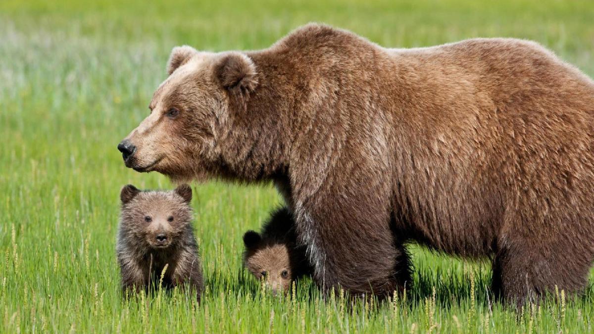 Orsi, ‘sangue’ nella fontana di Trento: il blitz degli animalisti c…