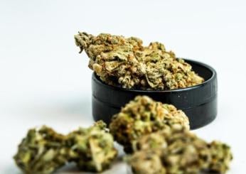 Cosa si cura con la cannabis terapeutica, dove acquistarla e quali sono gli effetti collaterali