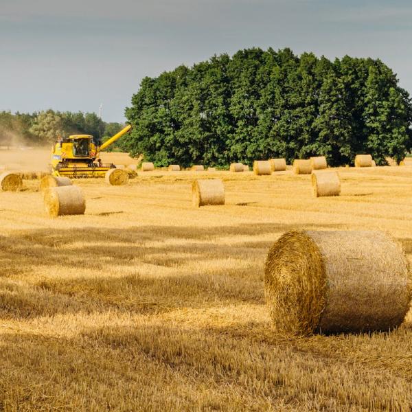 Congedo parentale operai agricoli: come funziona il pagamento diretto