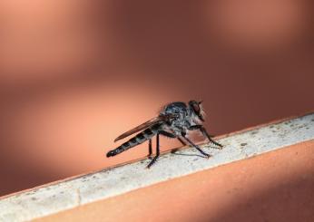 Quali sono i sintomi della febbre Dengue, le cause e le cure adeguate