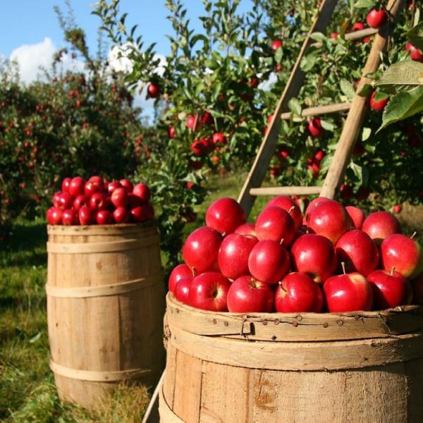 Domanda Disoccupazione agricola 2023: L’INPS eroga l’indennità in unica soluzione, ecco come