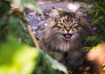 Come tenere lontani i gatti da giardini e terrazzi? Consigli e strategie