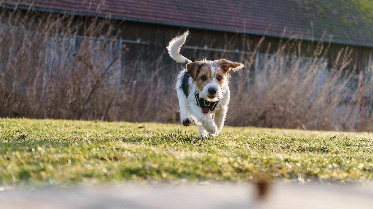 Caltanissetta, colto da un malore si accascia a terra. Cane eroe tr…