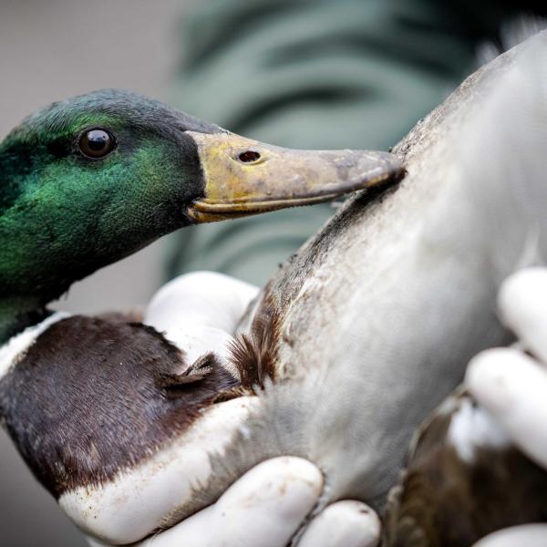 Che cos’è e cosa causa l’aviaria