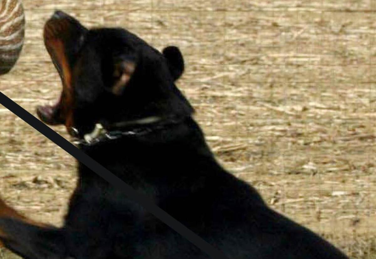 Sbranata dal rottweiler del fratello: muore poco dopo in ospedale