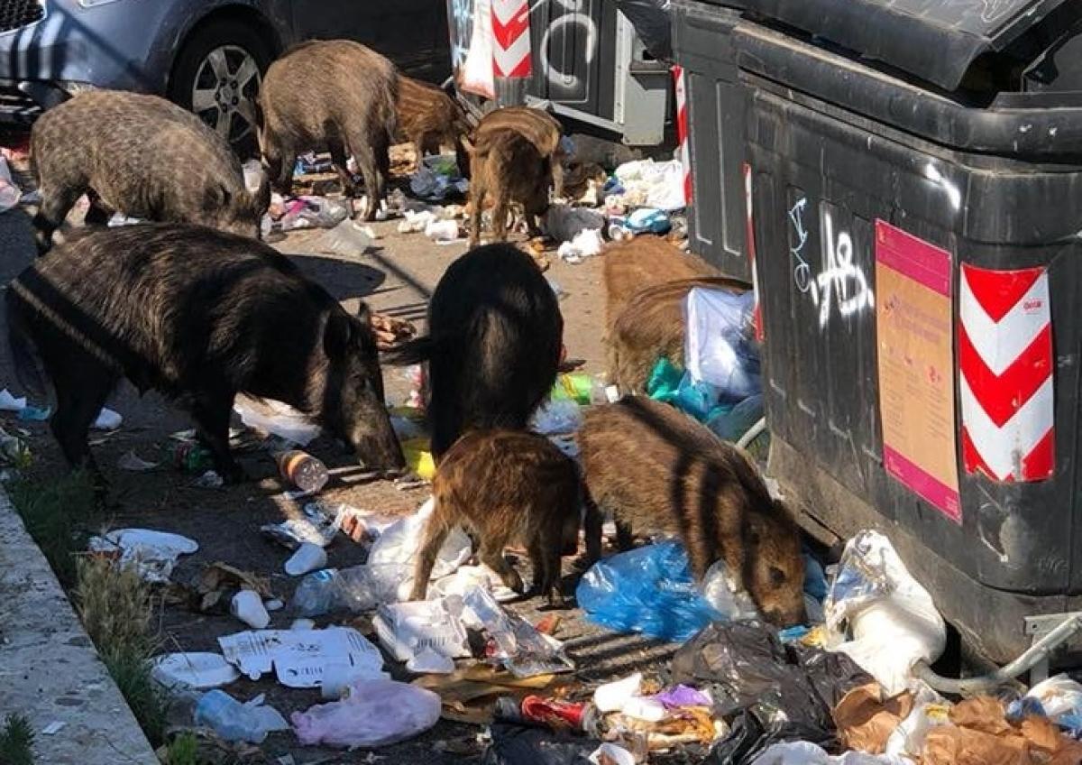 Cinghiali a Roma, allevatori e cittadini in piazza     