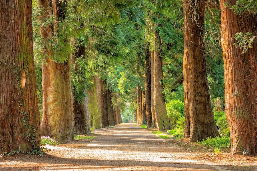 Giornata nazionale degli alberi, Coldiretti festeggia: “6 milioni e mezzo di nuove piante in arrivo grazie a fondi Pnrr”