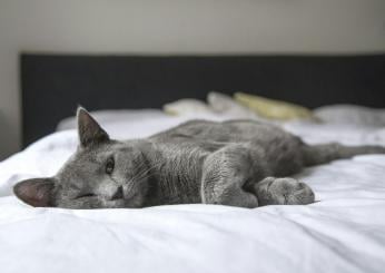 Dove amano dormire i gatti? Curiosità e consigli per un sonno sereno