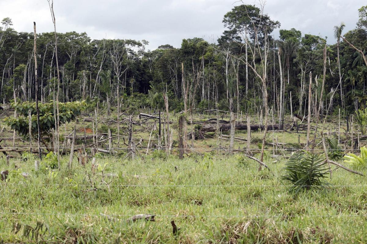 UE stop all’importazione di prodotti da deforestazione: regolamenta…