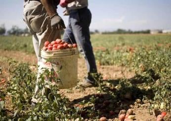 1 maggio, lavoratori agricoli e sfruttamento, Yvan Sagnet (NO CAP): “Per combattere il caporalato non basta la repressione. Servono riforme per la prevenzione”