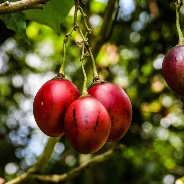 Sapori esotici: come si mangia il tamarillo