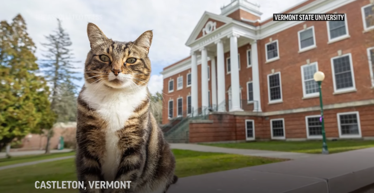 Gatto si laurea in America, Max the cat è dottore in letteratura alla Vermont University: la cerimonia fa impazzire il web | FOTO