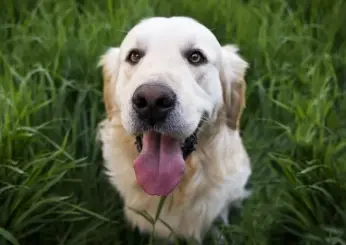 Ospedale veterinario pubblico Roma, sarà il primo in Italia