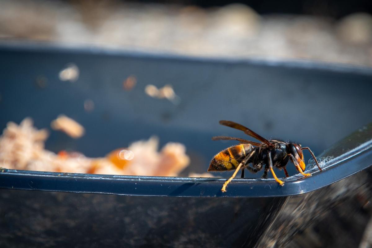 Vespa velutina: com’è fatto il nido e conseguenze puntura. Allerta …