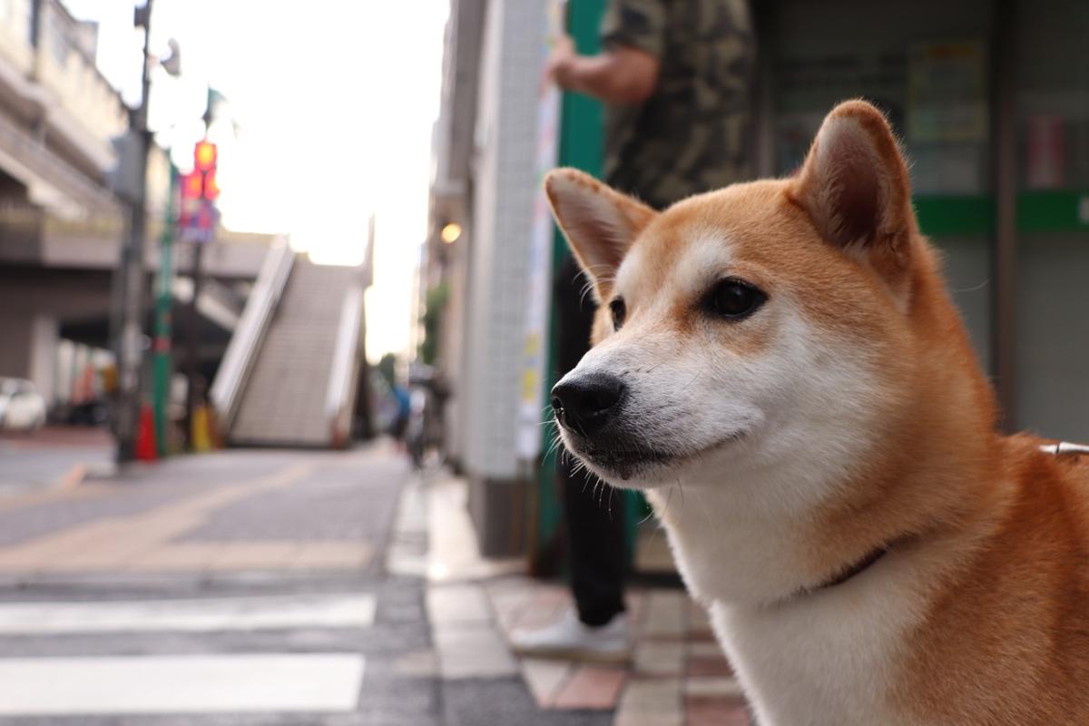 Shiba Inu: cos’è, come funziona e come potrebbe andare nel 2024