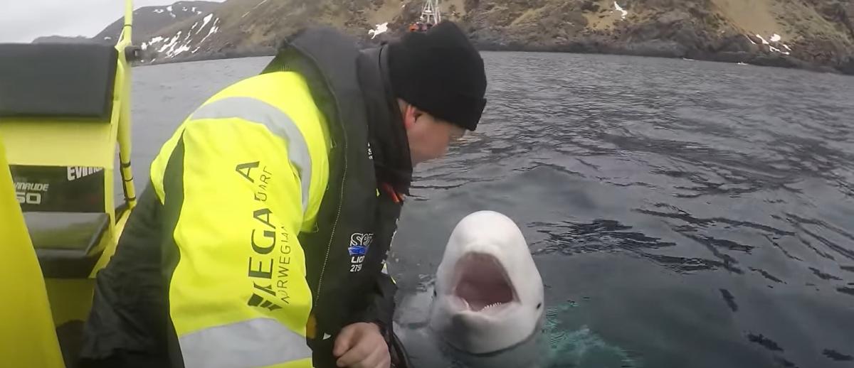 La balena Beluga Hvaldimir perché era considerata una spia russa? Causa morte e storia del famoso cetaceo