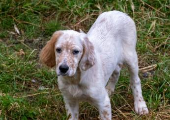 Benevento, brutale ritrovamento: cane decapitato e resti bruciati