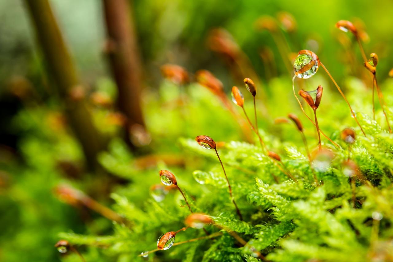 Bonus Verde 2024: chi, come, e quando richiedere 1.800 euro per giardini e terrazzi