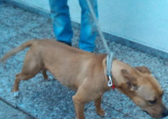 Napoli, un pitbull attacca e sbrana un barboncino in strada: la proprietaria della vittima sviene e viene ricoverata| VIDEO