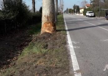 Incidente sul lavoro a Bologna, boscaiolo travolto da un albero: morto un 38enne